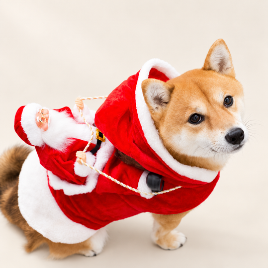Santa & Elf Holiday Dog Costume